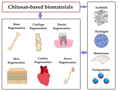 Quaternized Chitosan: A Versatile Biomaterial for Regenerative Medicine and Drug Delivery Applications!